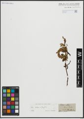 Foto von Salix alba L. x Salix fragilis L.